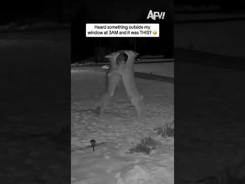 Heard something outside my window at 3AM and it was THIS? 🤣