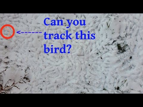 Finding Patterns In Messy Tracks