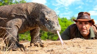 Coyote Peterson Vs. Komodo Dragon: Dangerous Face-off!
