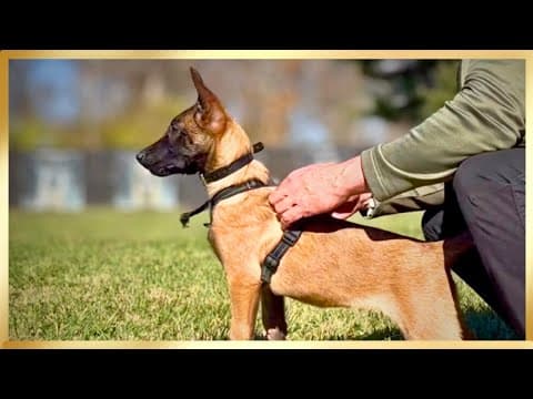 Belgian Malinois’ Training French Ring 🇫🇷