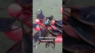 Shark eggs haunt my nightmares