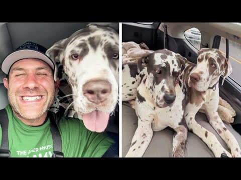 These Massive Great Danes Fit Perfectly Into Our Lives...