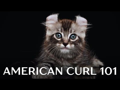 American Curl Cat 101 - Everything You Need to Know