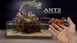 Ants Escape ! Create An 'island Encircled By The Sea' In The Aquarium  @theantsglobal