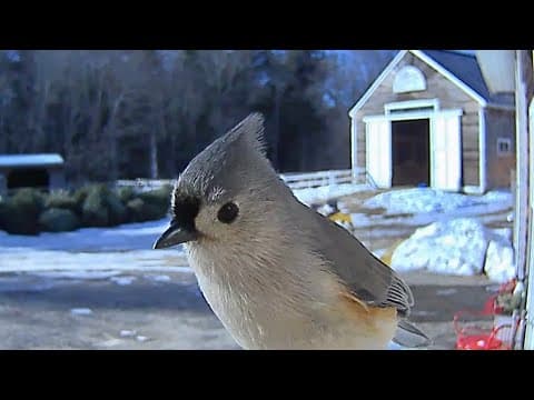 Winter Is For The Birds 🐦