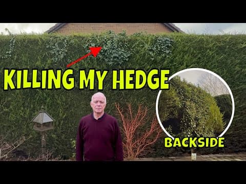 This Hedge Is Being Choked By This Evil Ivy / Customer Has Had Enough.