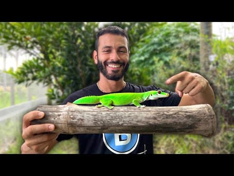 Releasing Rare Geckos Into New Aviary!