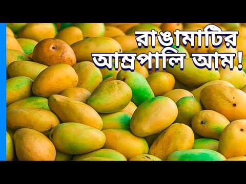 পাহাড়ি আম্রপালি আম, হাজার আমের মধ্যে ভিন্ন রকম এক আম 🥭
