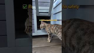 You find a super cut cat condo