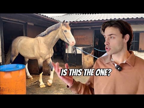 I Traveled To The Uk To Shop For A Special Hunting Horse
