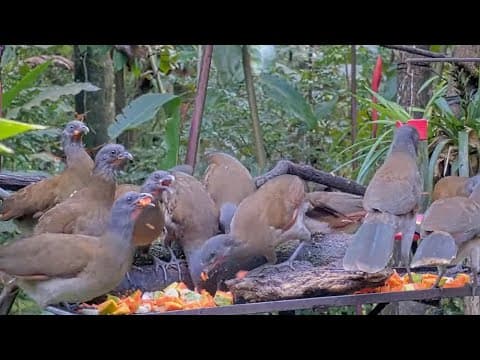 Hungry Gray-headed Chachalacas Devour Papaya And Bananas At Fruit Feeder In Panama | Nov. 5, 2025