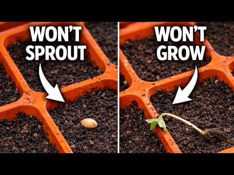 The Biggest Seed-starting Mistake Everyone Makes