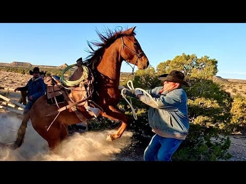 Desert Cattle Drive On Untrained Horses!