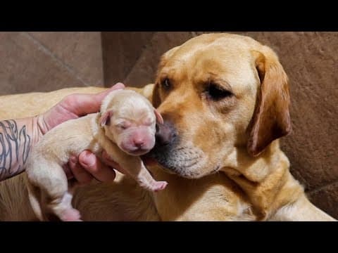 Labrador Puppies Turn Two Days Old!!