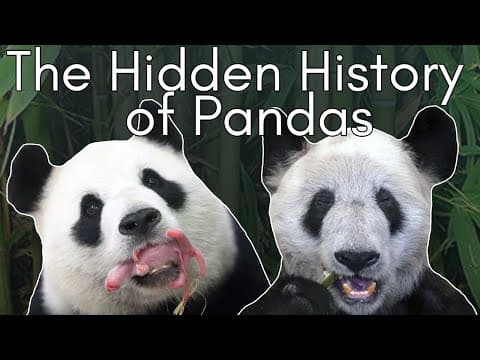 The Price Of Pandas: The Shocking Truth Behind Zoo Panda Programs