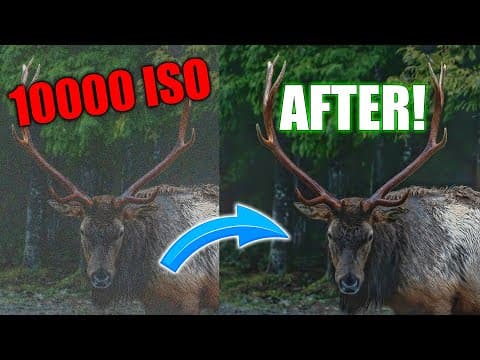 Topaz Photo Ai + Iso 10,000: Wildlife Photography Without The Noise