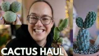 Cutest Cacti From Giromagi! Unboxing And Potting Up | Plant With Roos