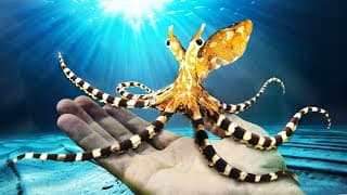 I Found The World’s Smartest Octopus! (wonderpus)