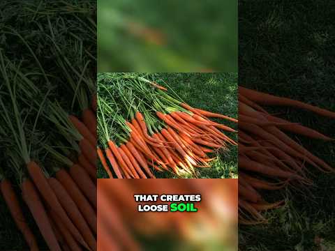 Compost vs. Leaf Mold:  Perfect Soil for Your Plants!