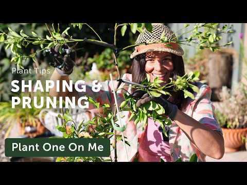 I Didn't Like The Shape Of These Plants—so I'm Doing Something About It — Ep. 424