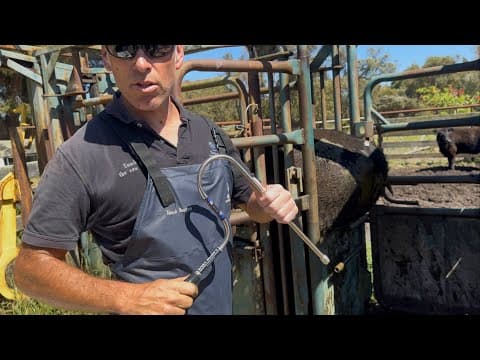 Hunting Hermaphrodites With The Easy Boss E