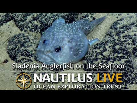 Grumpy Sladenia Anglerfish On The Seafloor | Nautilus Live