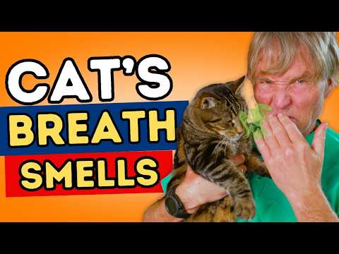 Cat Bad Breath? Top Remedies To Stop It Fast!