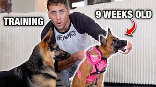 Training My Belgian Malinois Puppy...