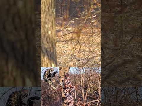 Buck Pushing a Doe During Late Season