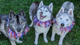 Our Firework-anxious Husky Finally Had A Calm 4th Of July! ❤️