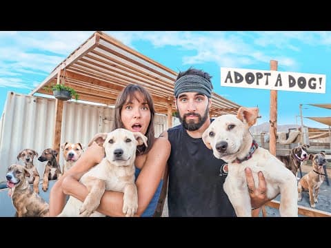 We Saved 200 Dogs From The Streets