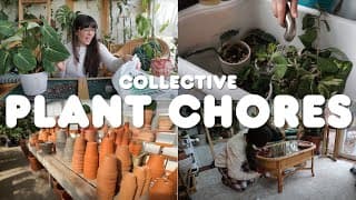 A Week Of Plant Chores 🪴