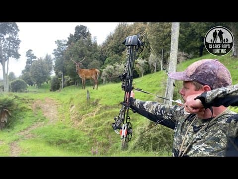 Red Stag With Bow! I Almost Stuffed It Up.