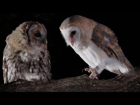 It's Easy To Spot Owls & Foxes With My New Habrok Hx60 Thermal Binoculars | My Kit | Robert E Fuller