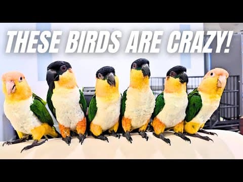 What Happens When 7 Parrots Take Over The House?