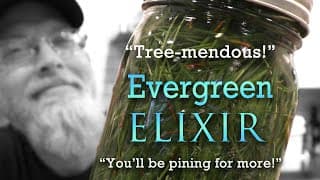 Pine Needle Moonshine!