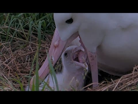 Mom Serves Up Big Meal To Her Chick At Royal Albatross Nest | Doc | Cornell Lab
