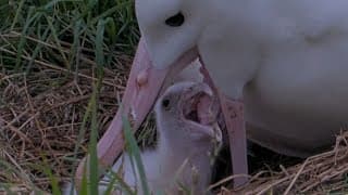 Mom Serves Up Big Meal To Her Chick At Royal Albatross Nest | Doc | Cornell Lab