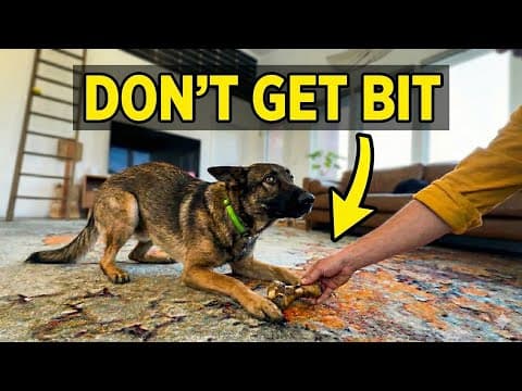 How To Stop Dog Aggression Without Getting Bitten