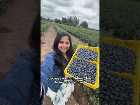 Blueberry Farm in Chile || Did you know how India contributes to this??