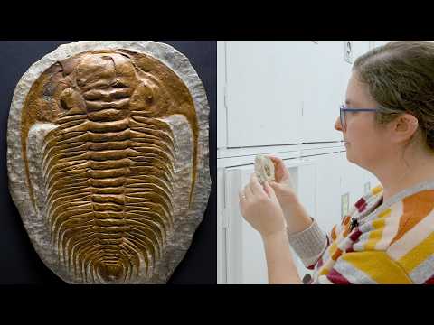The Most Successful Animals You've Never Seen (spoiler: It's Trilobites)