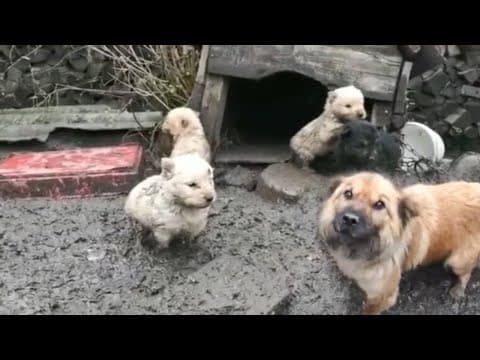 Mama Dog & 5 Little Puppies Trapped In Mud, Eat Ddirt To Try To Live Every Day In Despair