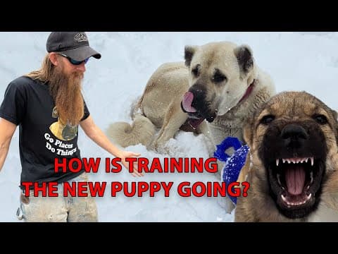 Aryah Is Smart And Well Behaved. It's Been 3 Weeks On The Homestead And She Is Learning New Things.