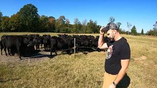 Farm Chaos! Predators Attack! Mad Cows & I Broke The Tractor Again!