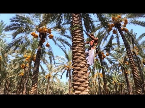 Desa Di Pakistan: Harmoni Kehidupan Petani Kurma Pakistan