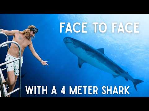 14 Tiger Sharks Surround Me