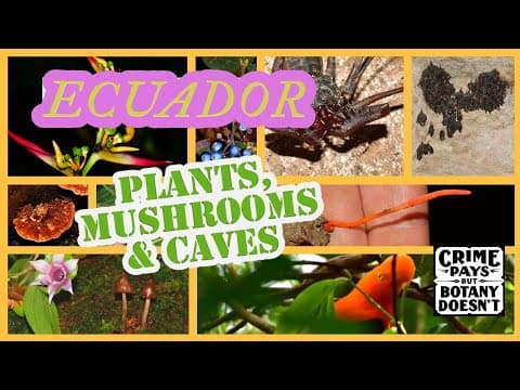 Plants, Mushrooms & Caves Of Ecuador