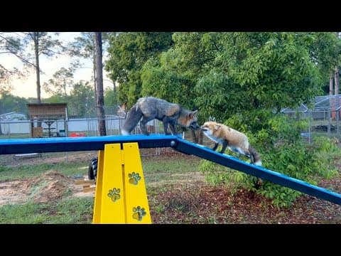 The Florida Foxes Get An Agility Course!
