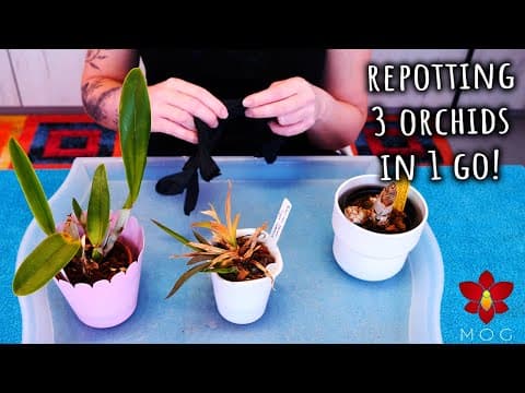 These 3 Orchids Need Repotting But For Different Reasons!