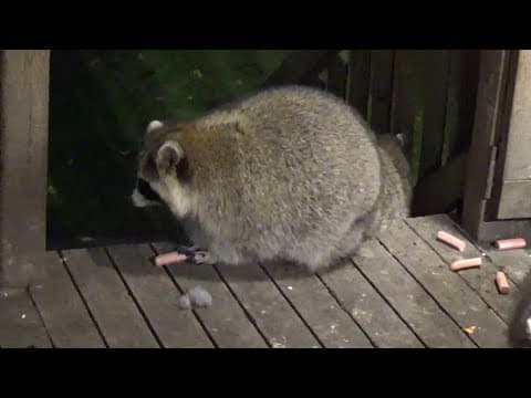 Wednesday Night Diner